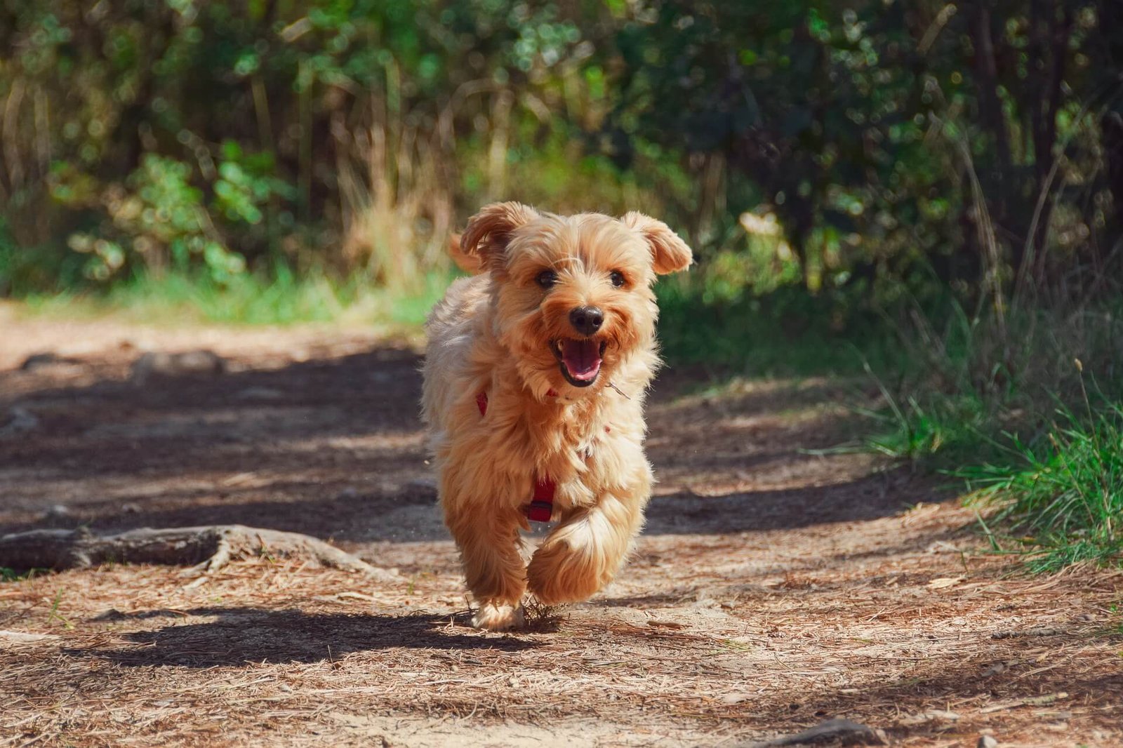 Creature Comforts owner and pet sitter Byndie